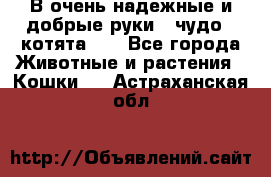 В очень надежные и добрые руки - чудо - котята!!! - Все города Животные и растения » Кошки   . Астраханская обл.